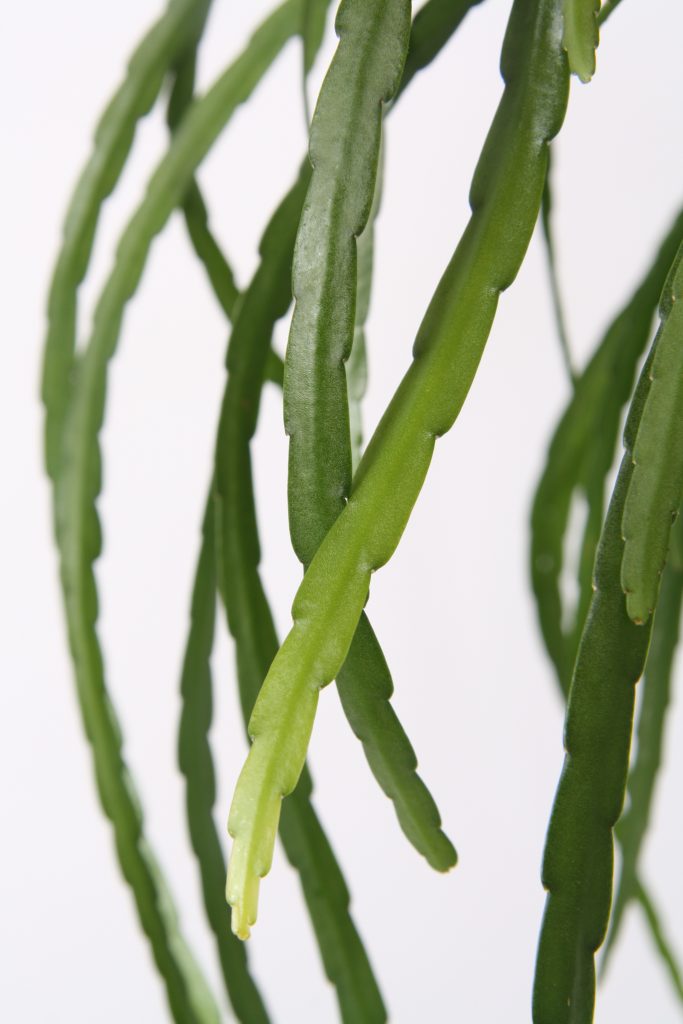 Lepismium detail Hillplant BV